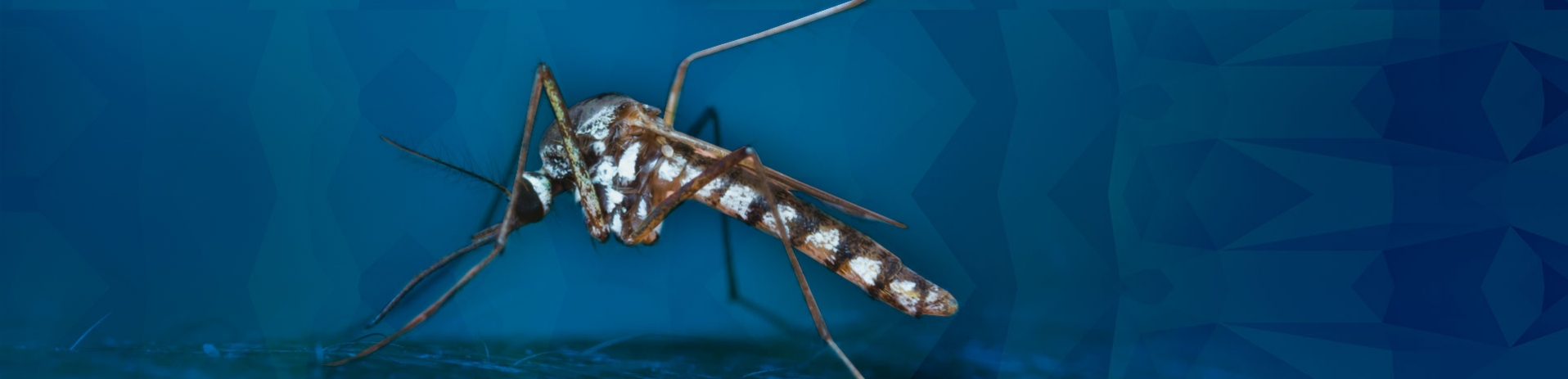 3D Pestcontrol slider 2