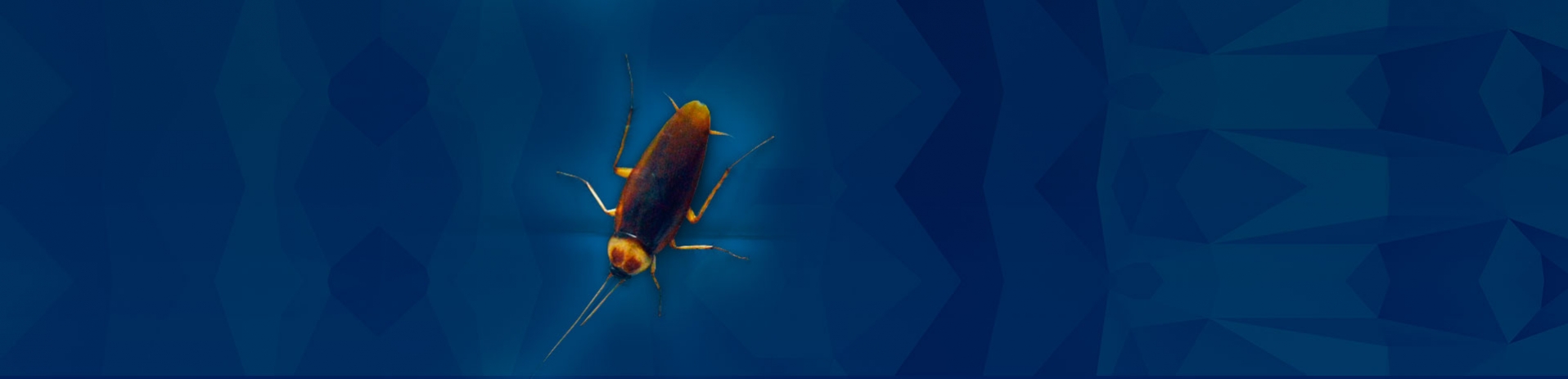 3D Pestcontrol slider 3